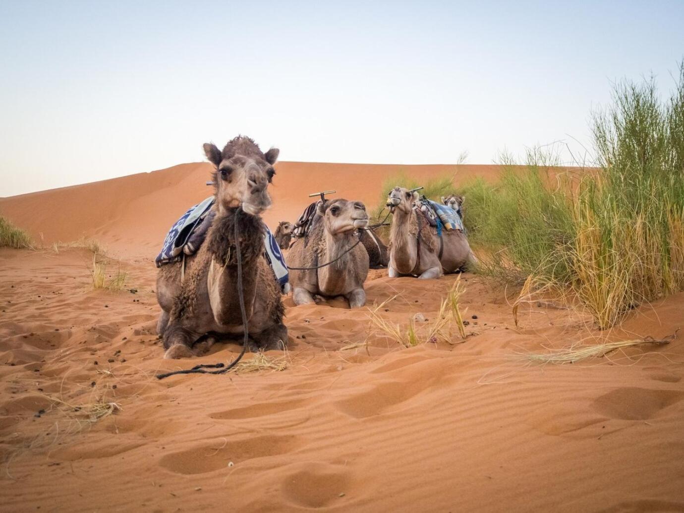 Aladdin Merzouga camp Esterno foto